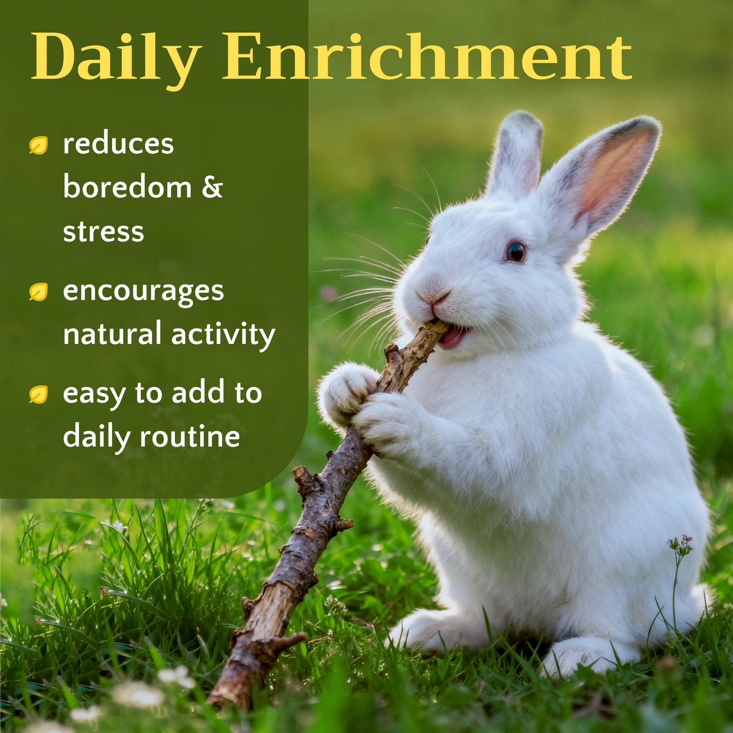 Apple Wood Chew Sticks | Natural Pet Toys | Small Animal Chews