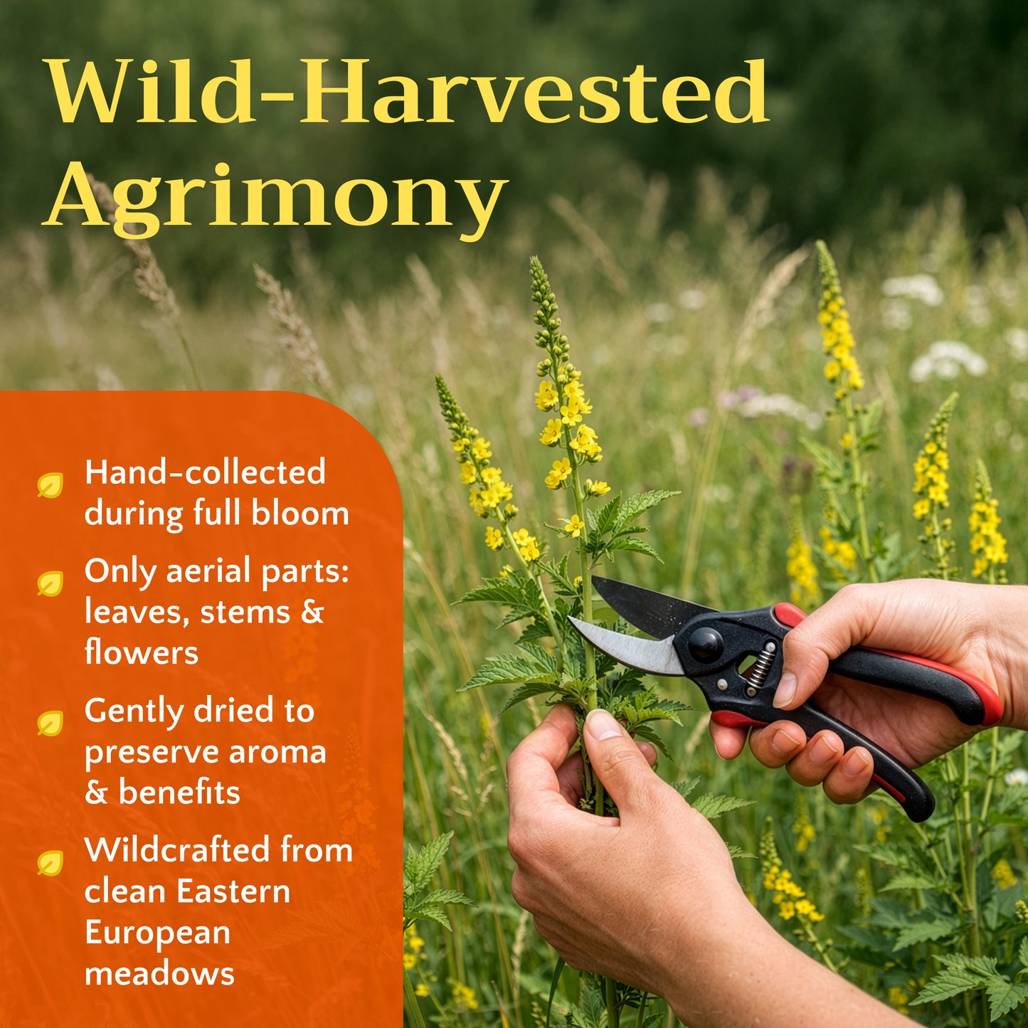 Agrimony Herb | Loose Leaf Herbal Tea | Agrimonia Eupatoria