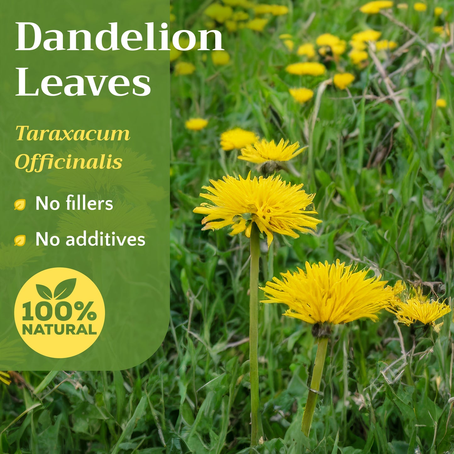 Dandelion Leaf Tea | Loose Leaf Herbal Tea | Taraxacum officinale