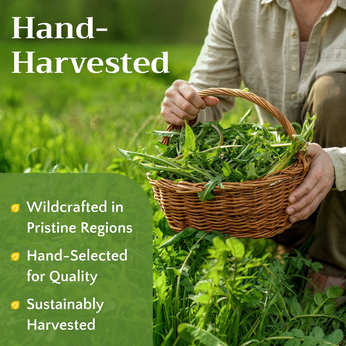 Dandelion Leaf Tea | Loose Leaf Herbal Tea | Taraxacum officinale