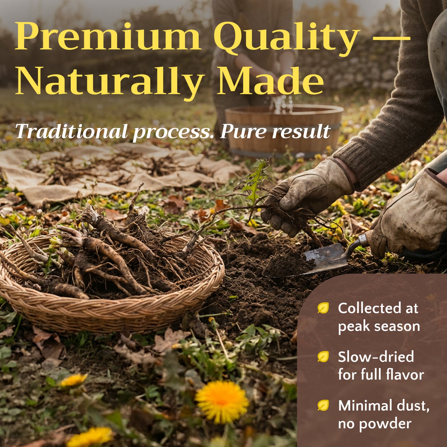 Dandelion Root Tea | Roasted Herbal Coffee Alternative | Taraxacum officinale