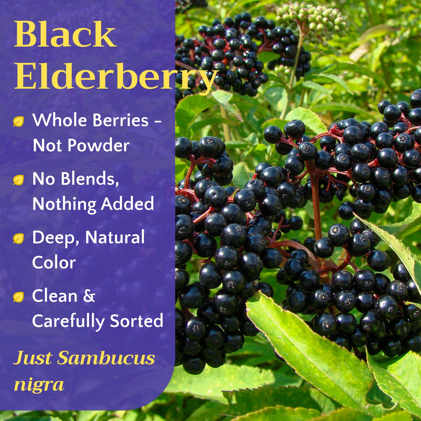 Elderberry Tea | Dried Elderberries | Sambucus nigra