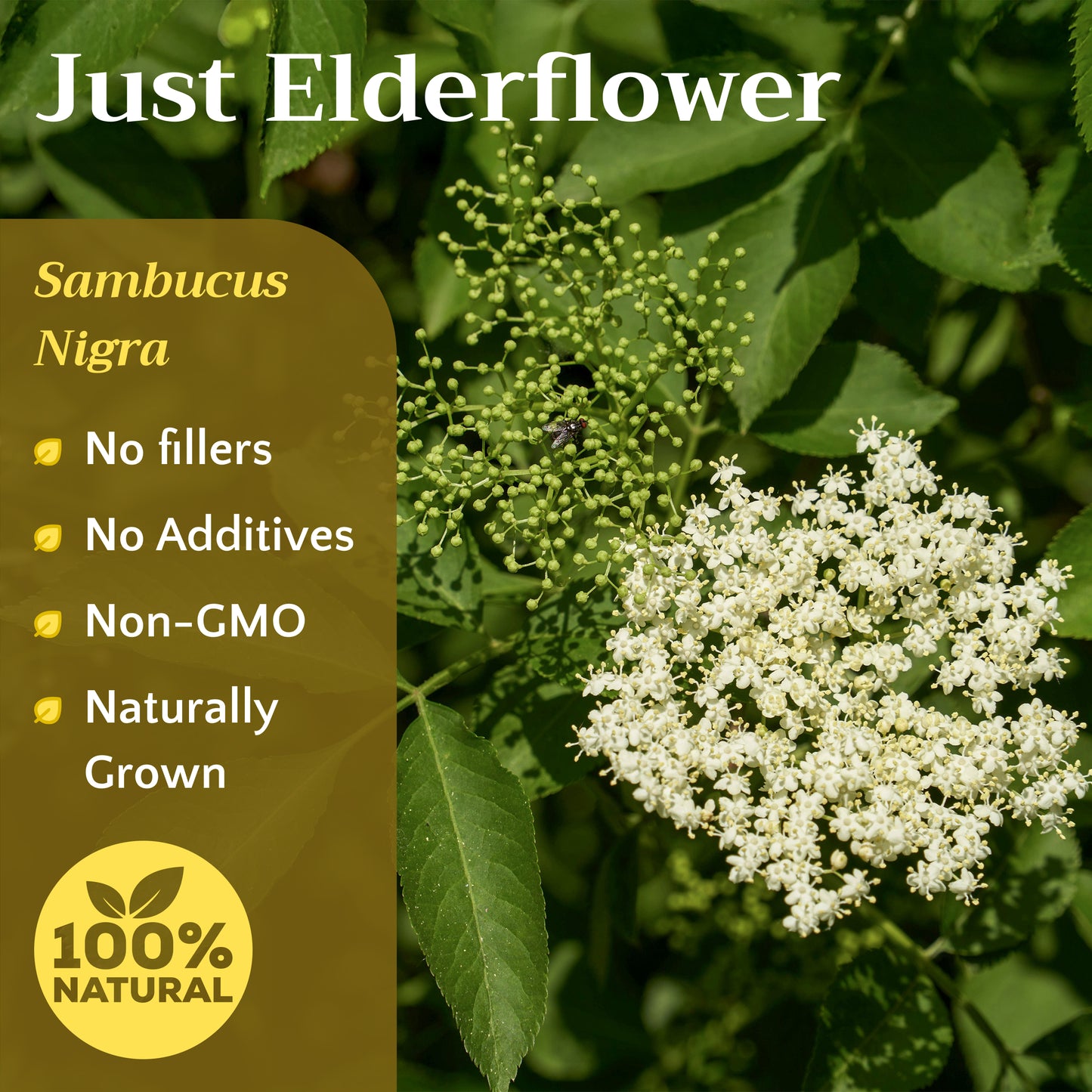 Elderflower Tea | Loose Leaf Herbal Tea | Dried Elder Flowers