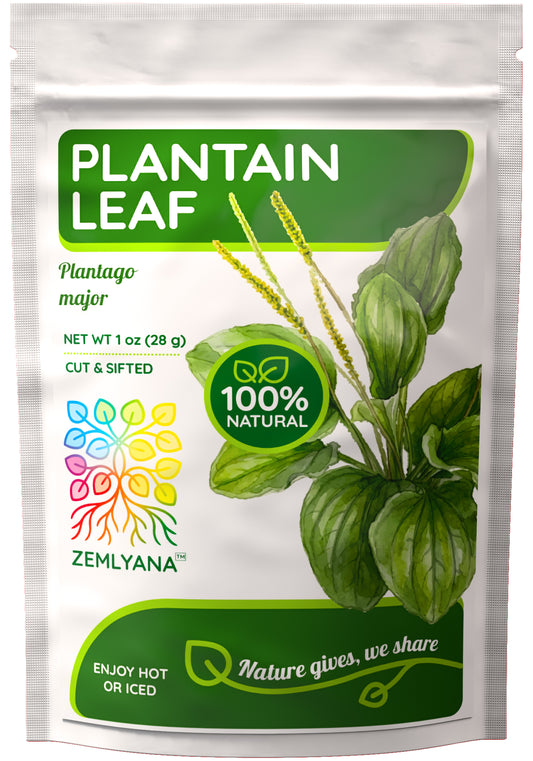 Plantain Leaf Tea | Loose Leaf Herbal Tea | Plantago major