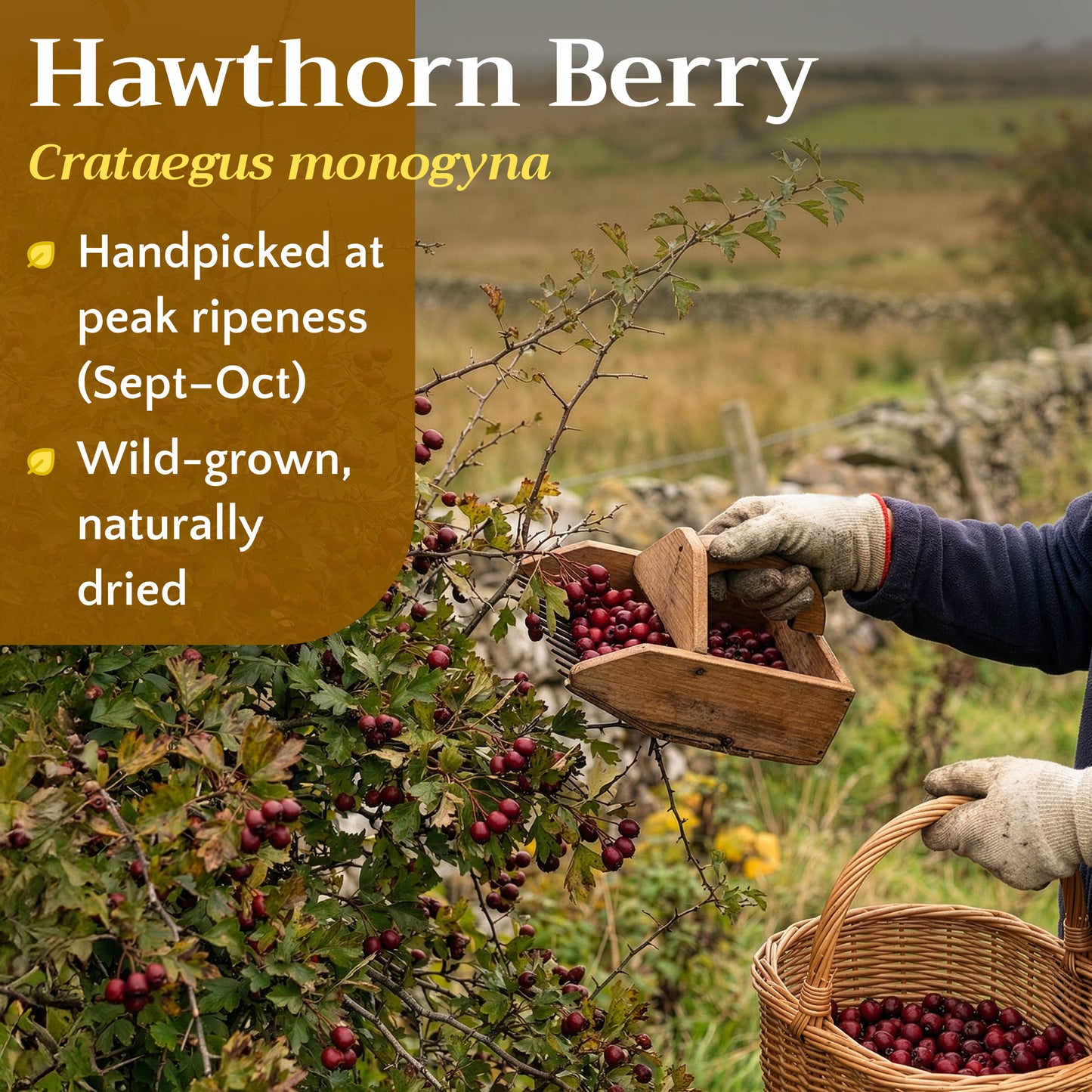 Hawthorn Berries | Dried Whole Berries | Crataegus Monogyna