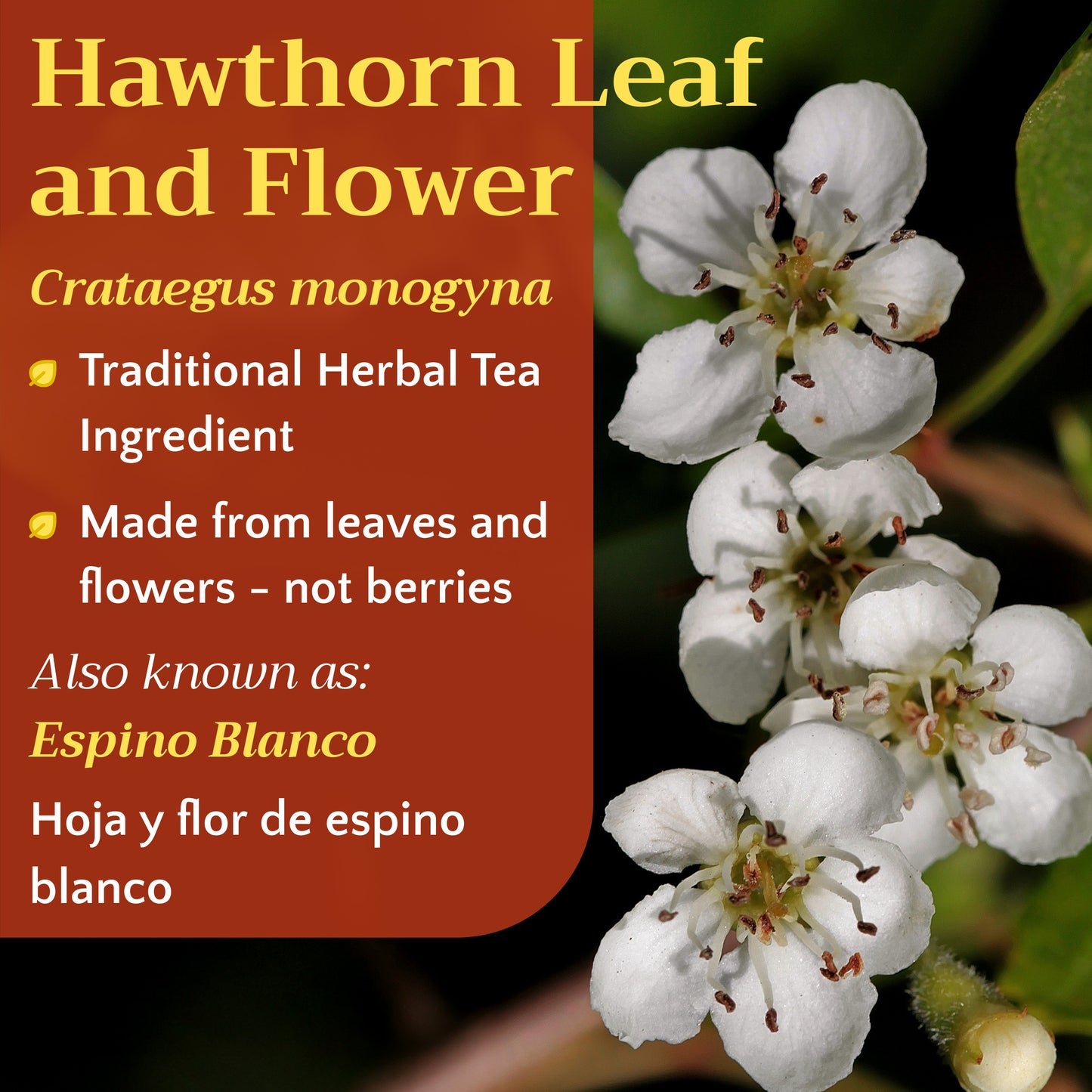 Hawthorn Tea | Leaf and Flower | Crataegus monogyna