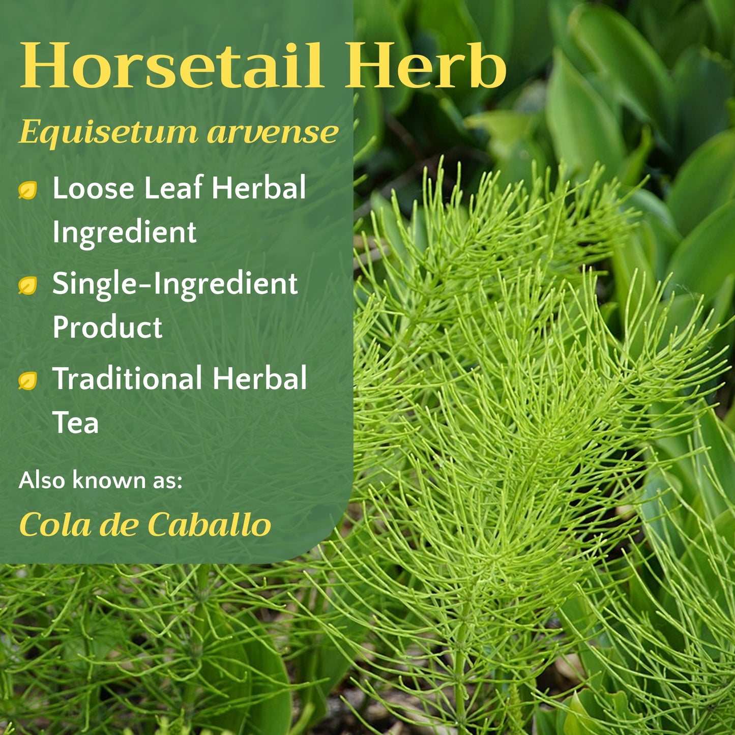 Horsetail Tea | Loose Leaf Herbal Tea | Equisetum arvense