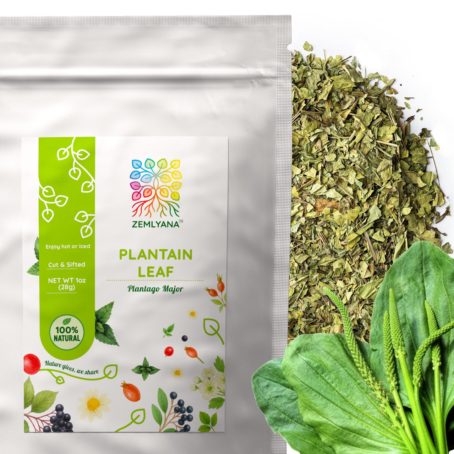 Plantain Leaf Tea | Loose Leaf Herbal Tea | Plantago major