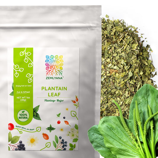 Plantain Leaf Tea | Loose Leaf Herbal Tea | Plantago major