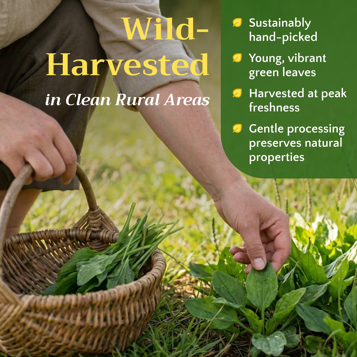 Plantain Leaf Tea | Loose Leaf Herbal Tea | Plantago major