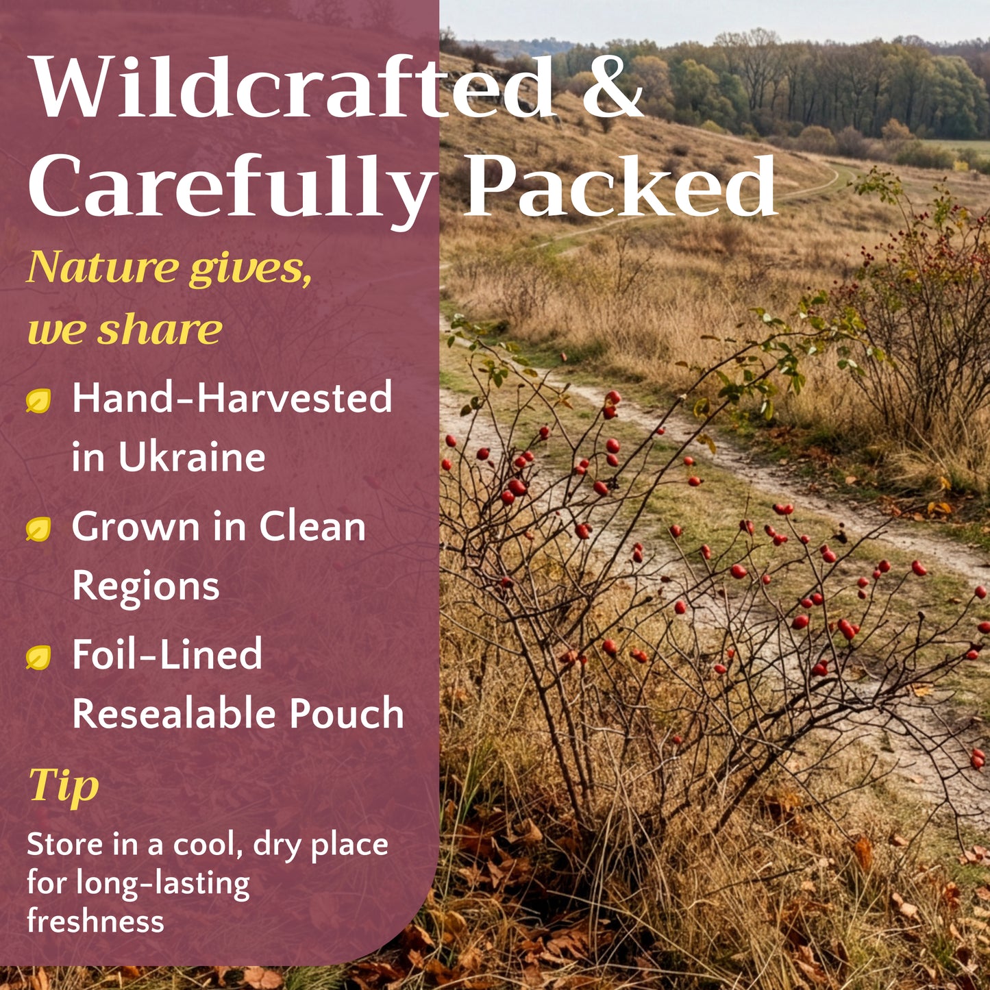 Rose Hips Tea | Dried Rosehips | Rosa canina