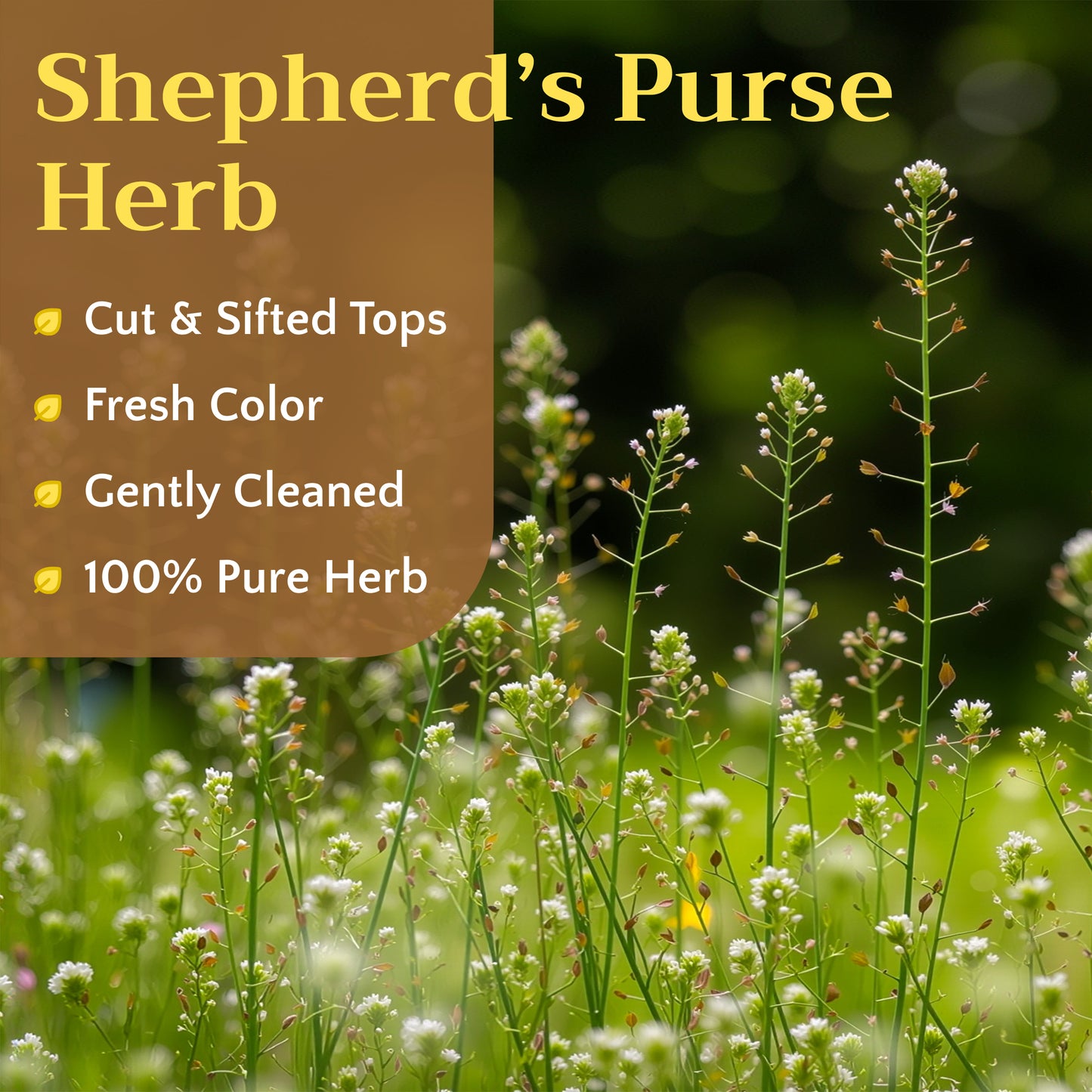 Shepherd's Purse Tea | Loose Leaf Herbal Tea | Capsella bursa-pastoris