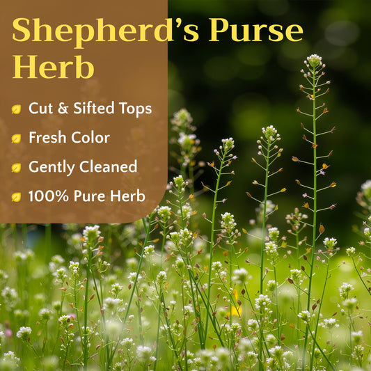 Shepherd's Purse Tea | Loose Leaf Herbal Tea | Capsella bursa-pastoris