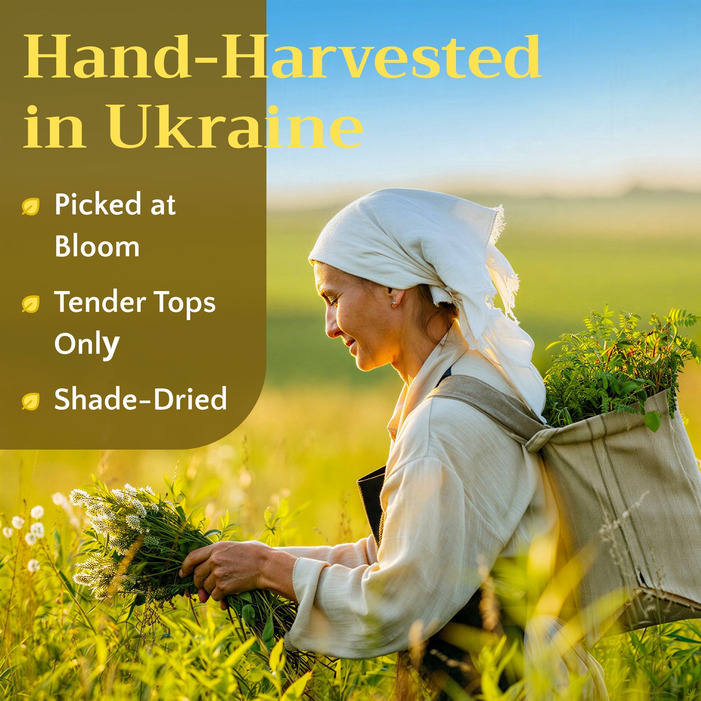 Shepherd's Purse Tea | Loose Leaf Herbal Tea | Capsella bursa-pastoris