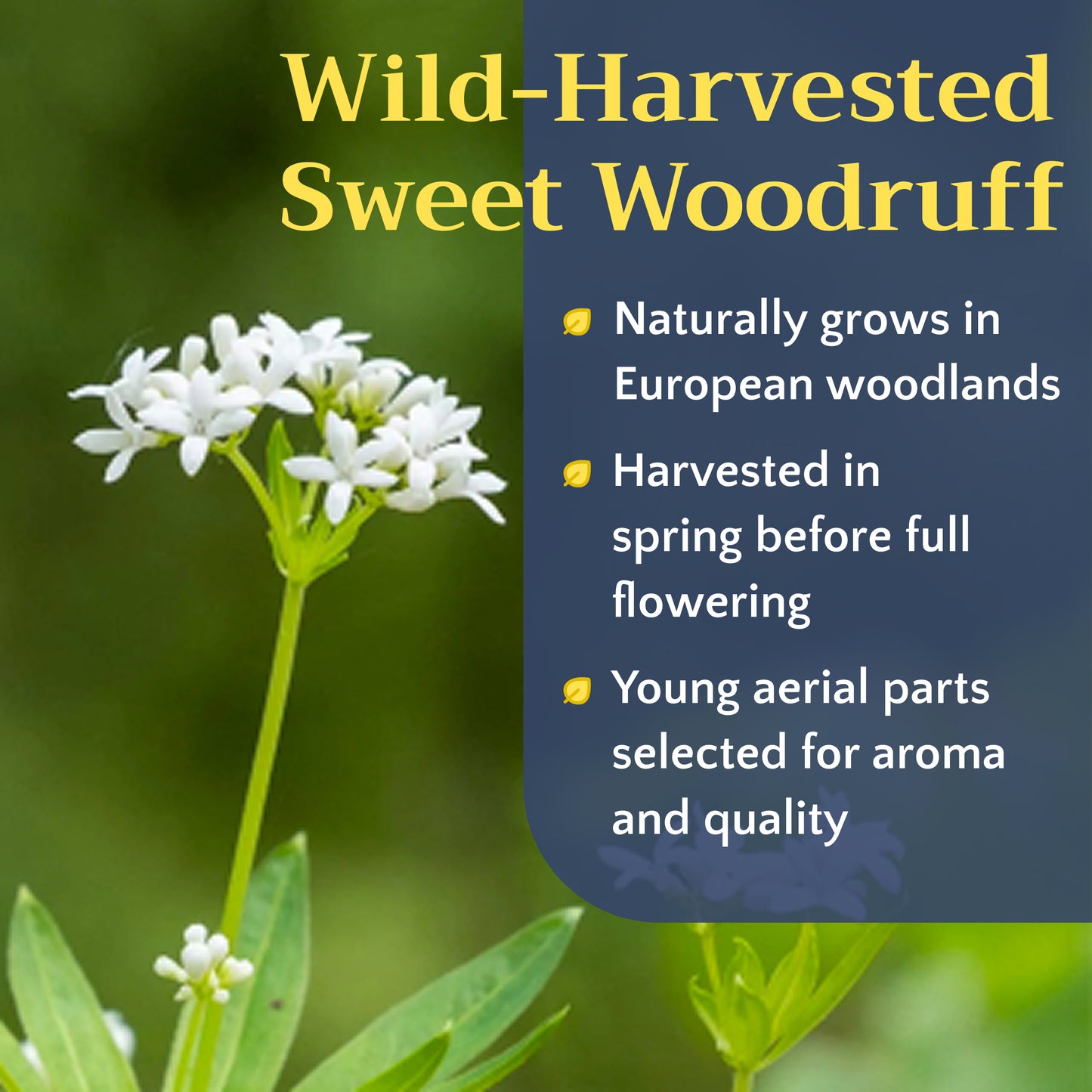 Sweet Woodruff Tea | Loose Leaf Herbal Tea | Galium odoratum Bulk