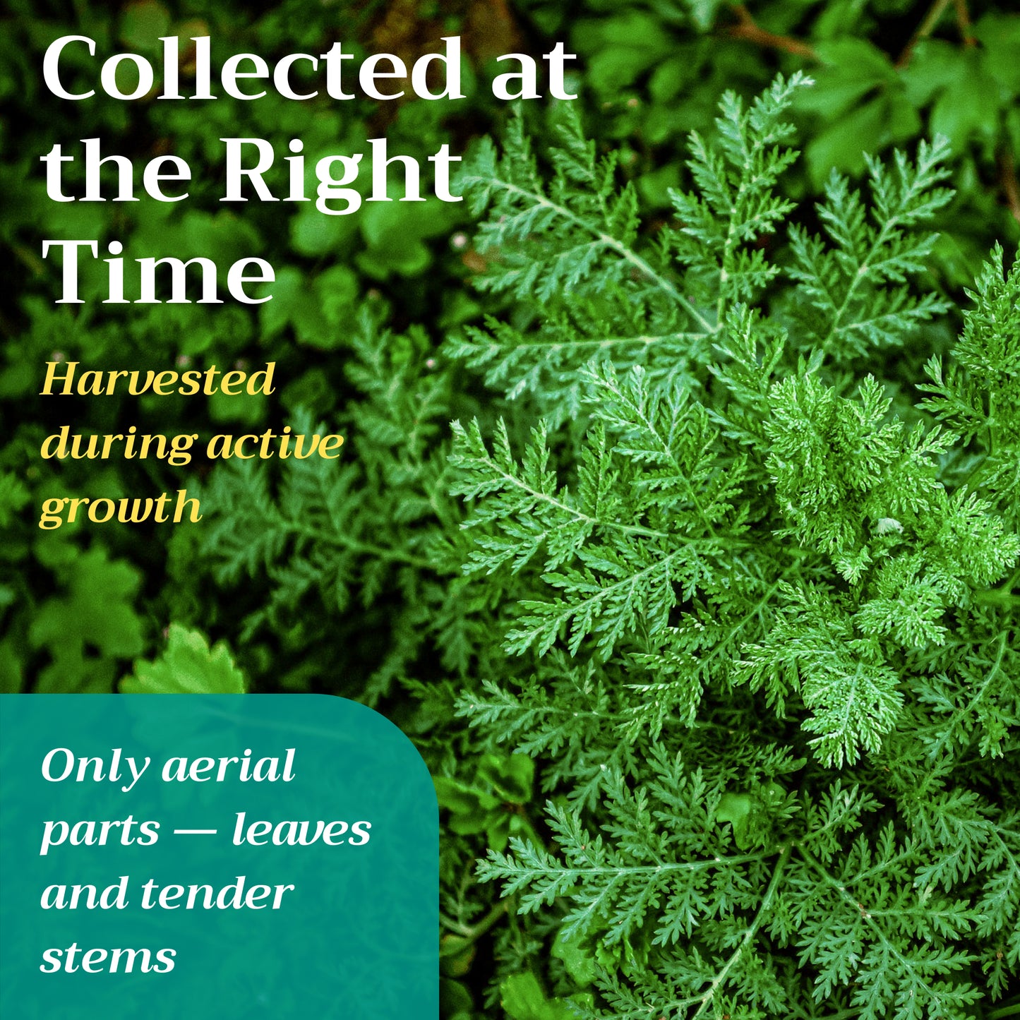 Sweet Wormwood Tea | Loose Leaf Herbal Tea | Artemisia annua