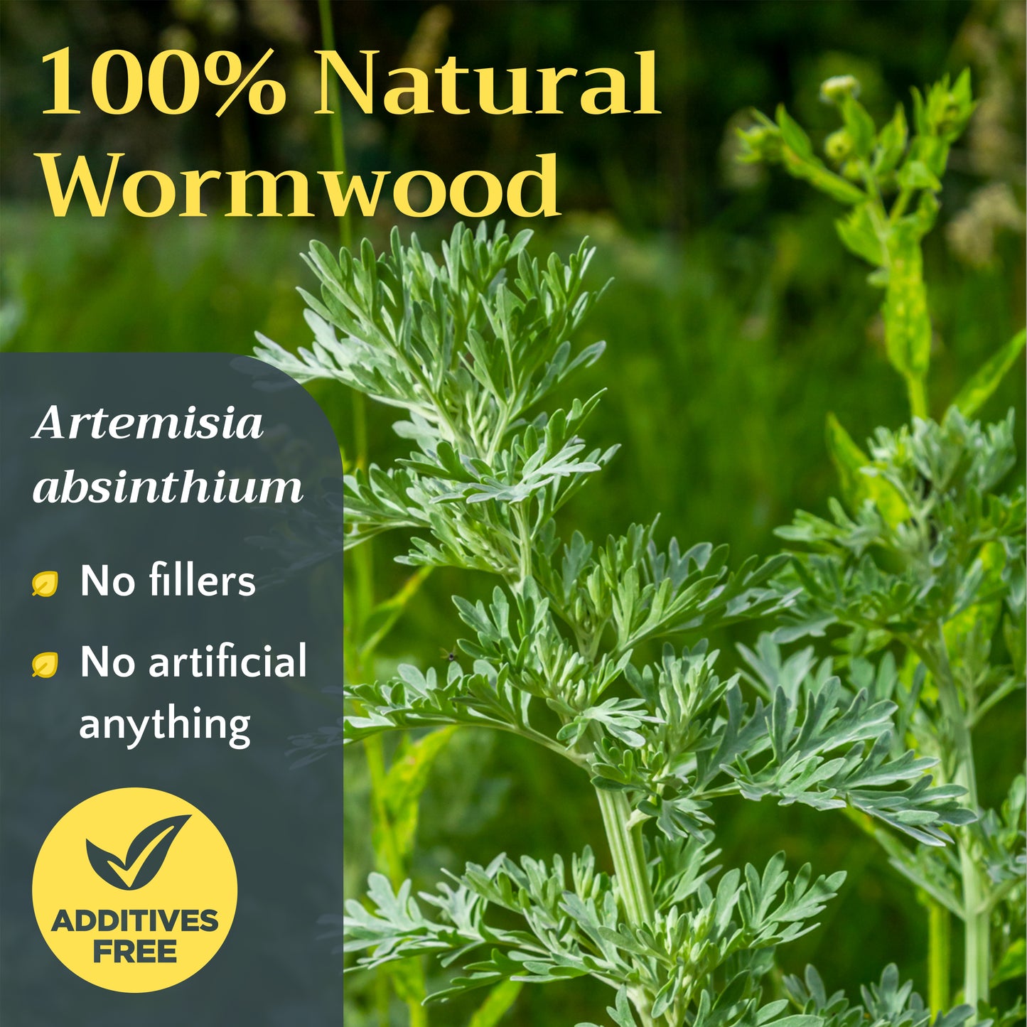 Wormwood Herb Tea | Loose Leaf Herbal Tea | Artemisia absinthium Bulk