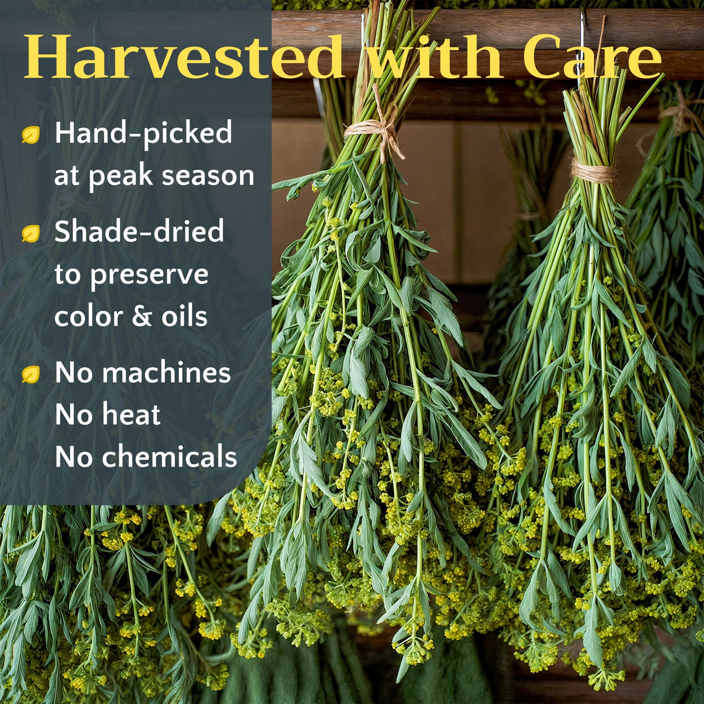Wormwood Herb Tea | Loose Leaf Herbal Tea | Artemisia absinthium Bulk