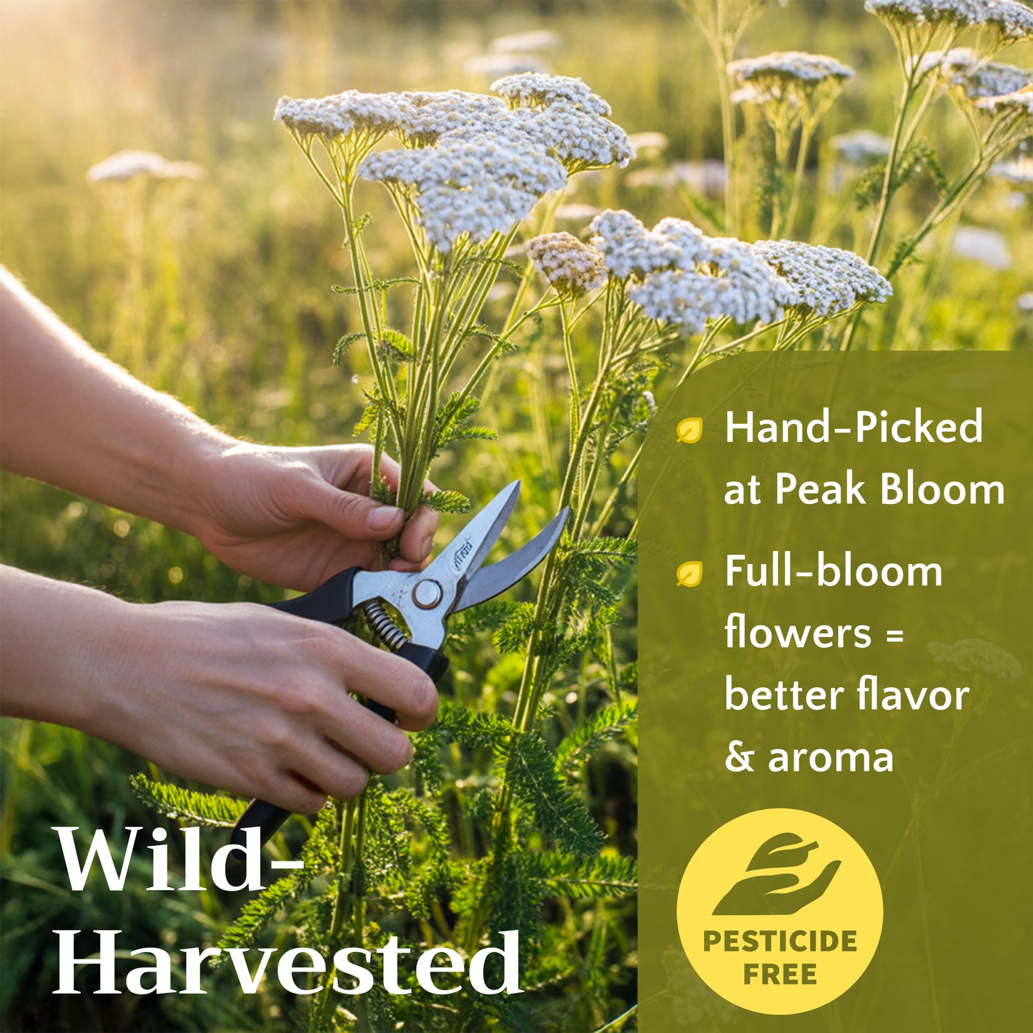 Yarrow Flower Tea | Loose Leaf Herbal Tea | Achillea millefolium Bulk