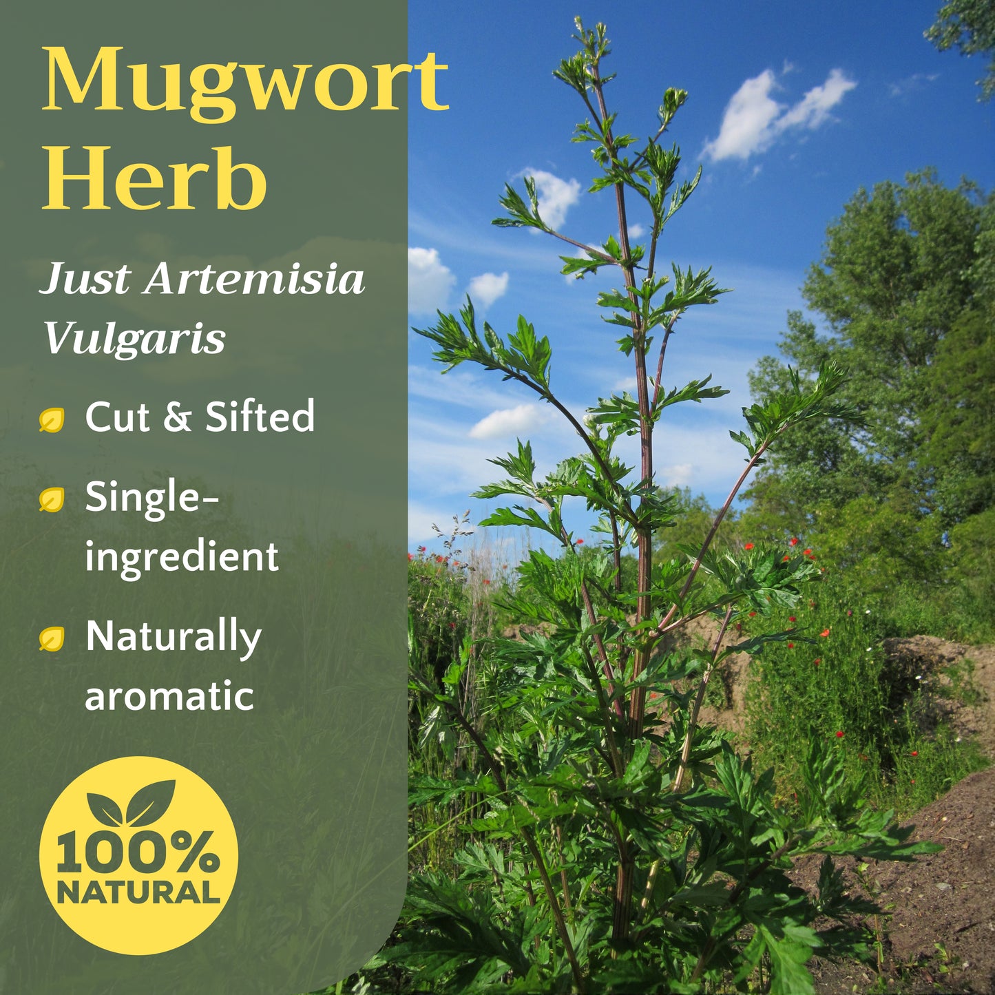 Mugwort Herb Tea | Loose Leaf Herbal Tea | Artemisia vulgaris