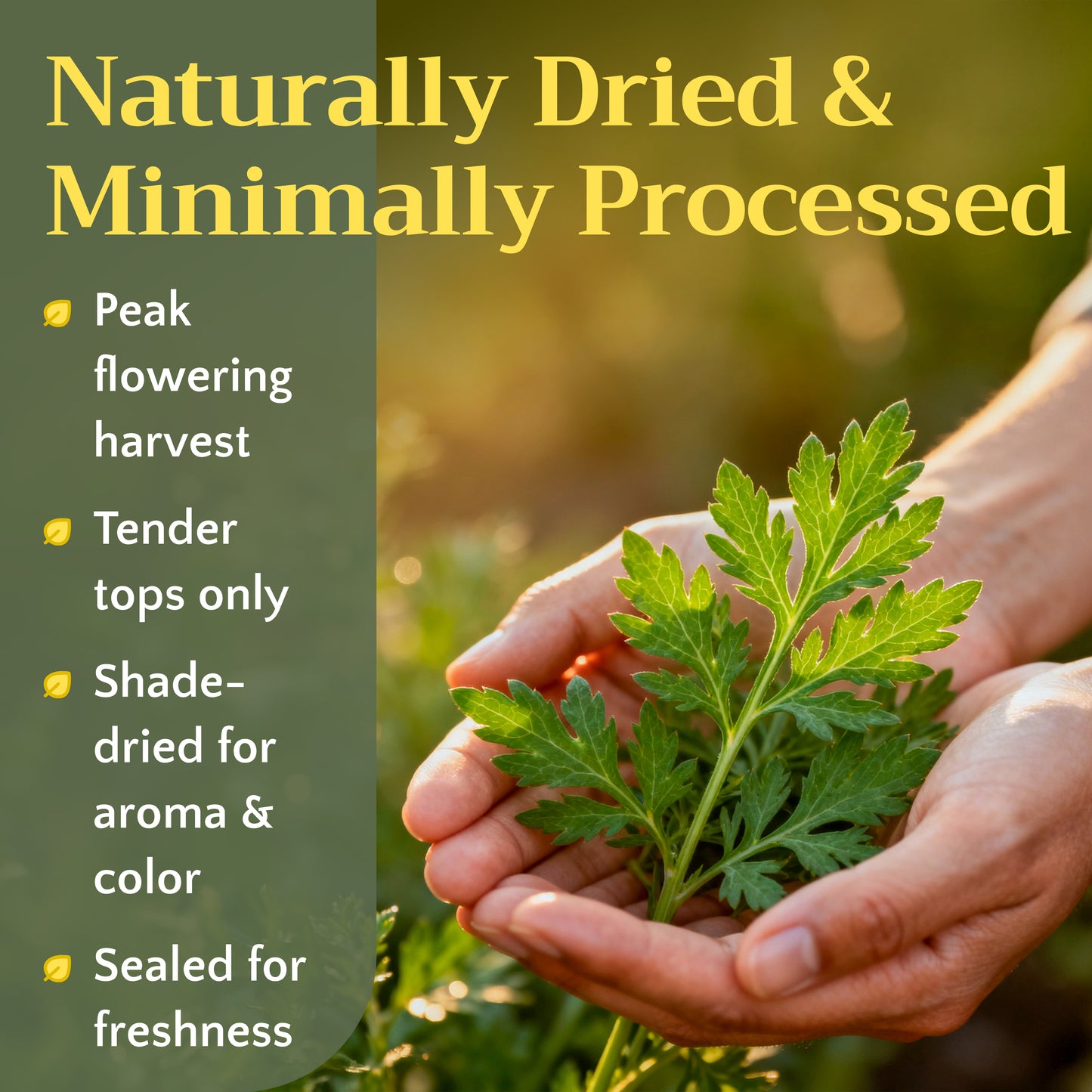 Mugwort Herb Tea | Loose Leaf Herbal Tea | Artemisia vulgaris