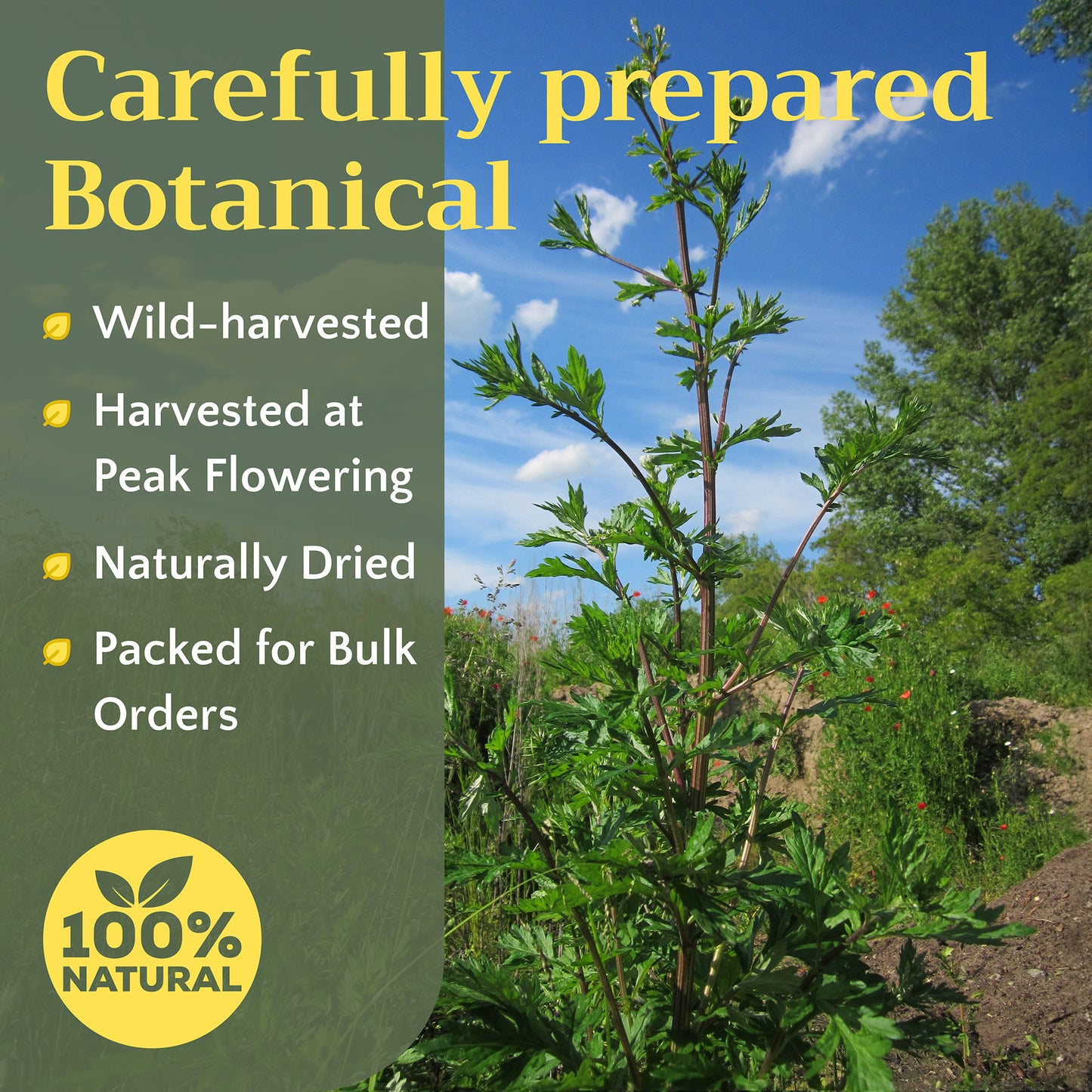 Mugwort Herb Tea | Loose Leaf Herbal Tea | Artemisia vulgaris Bulk
