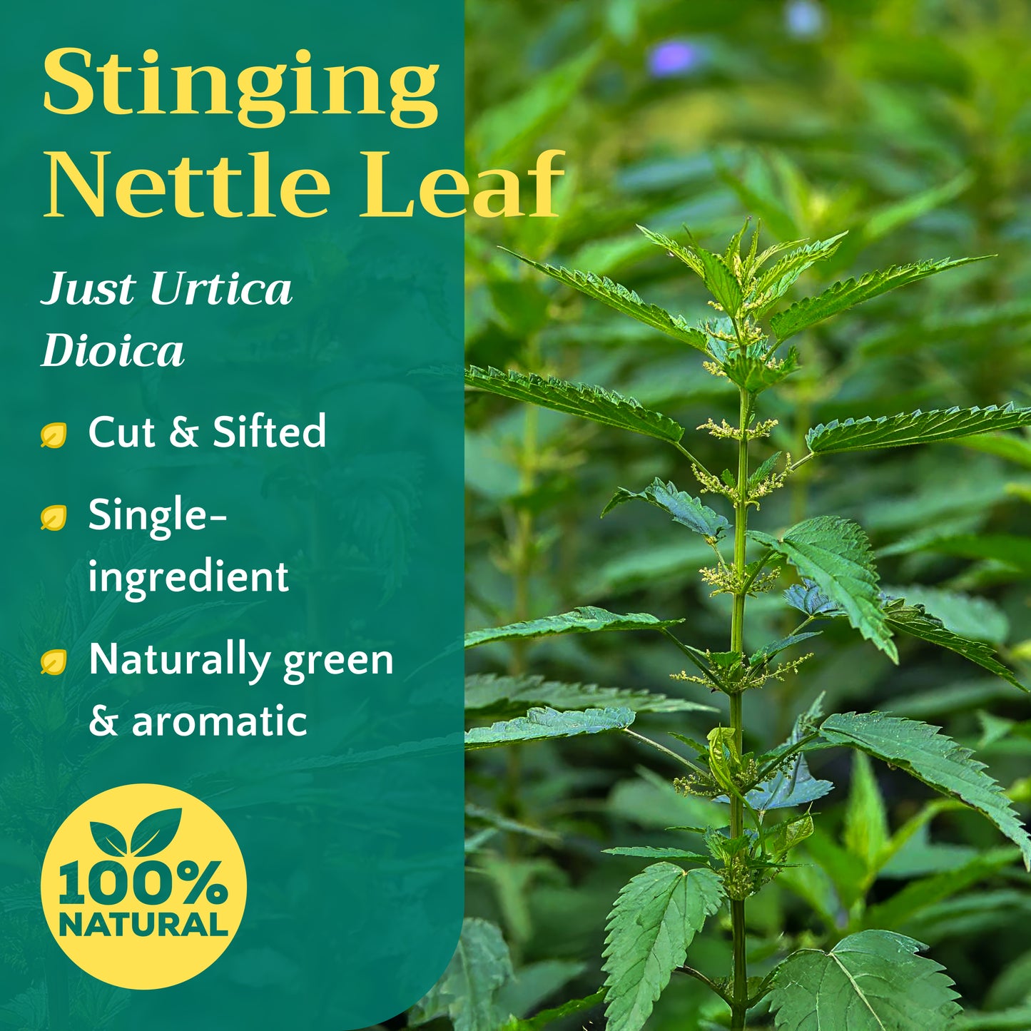 Stinging Nettle Leaf Tea | Loose Leaf Herbal Tea | Urtica dioica