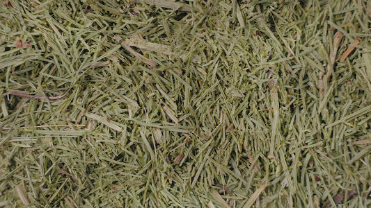 Horsetail Tea | Loose Leaf Herbal Tea | Equisetum arvense
