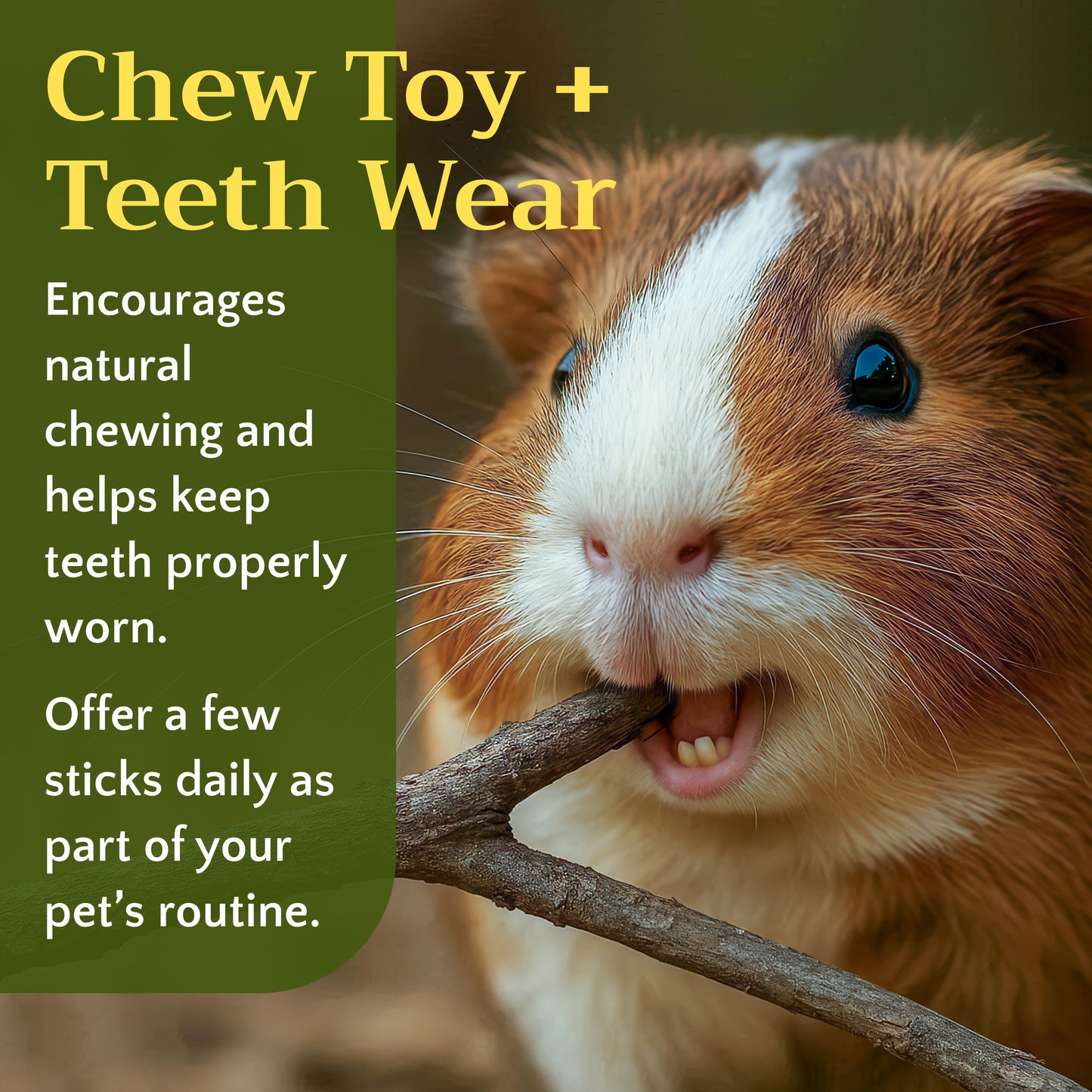 Apple Wood Chew Sticks | Natural Pet Toys | Small Animal Chews